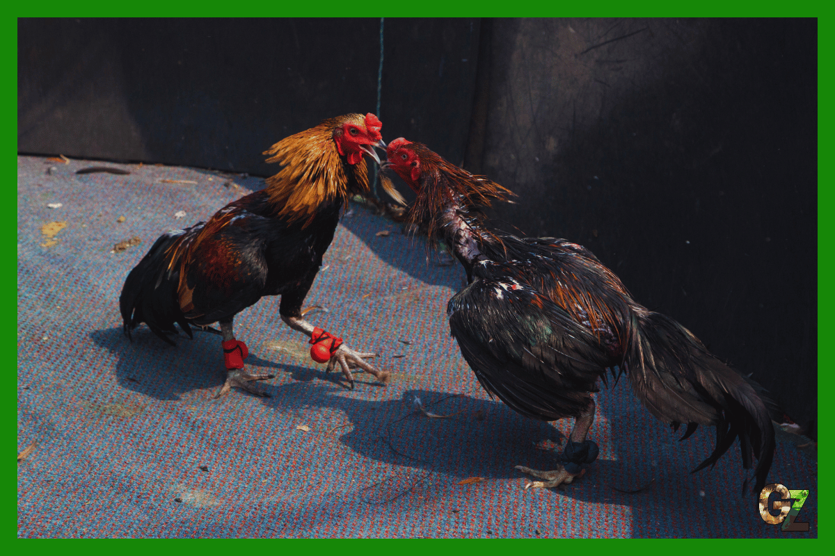 Zwierzęta w sporcie i rozrywce