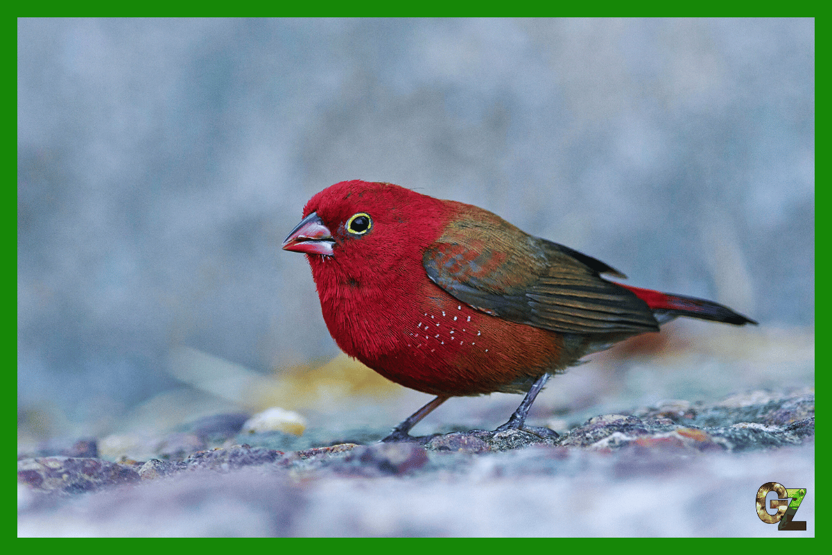 Żywienie i zdrowie amarantki czerwonodziobej