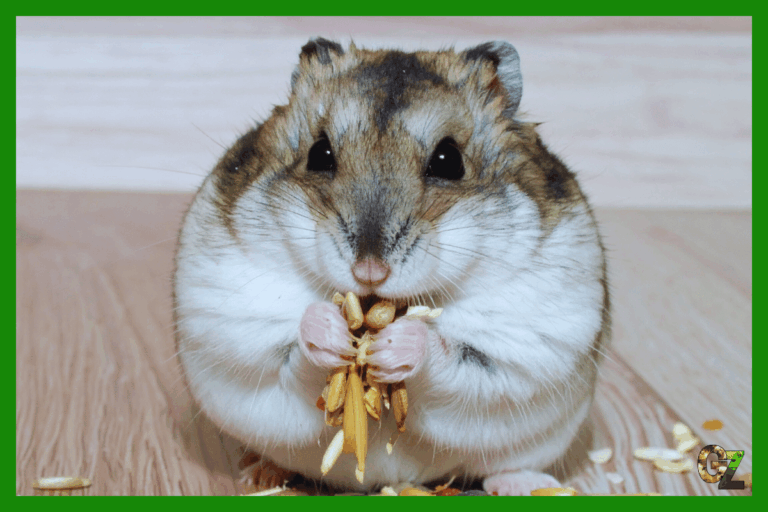 Żywienie i zdrowie chomiczaka pręgowanego