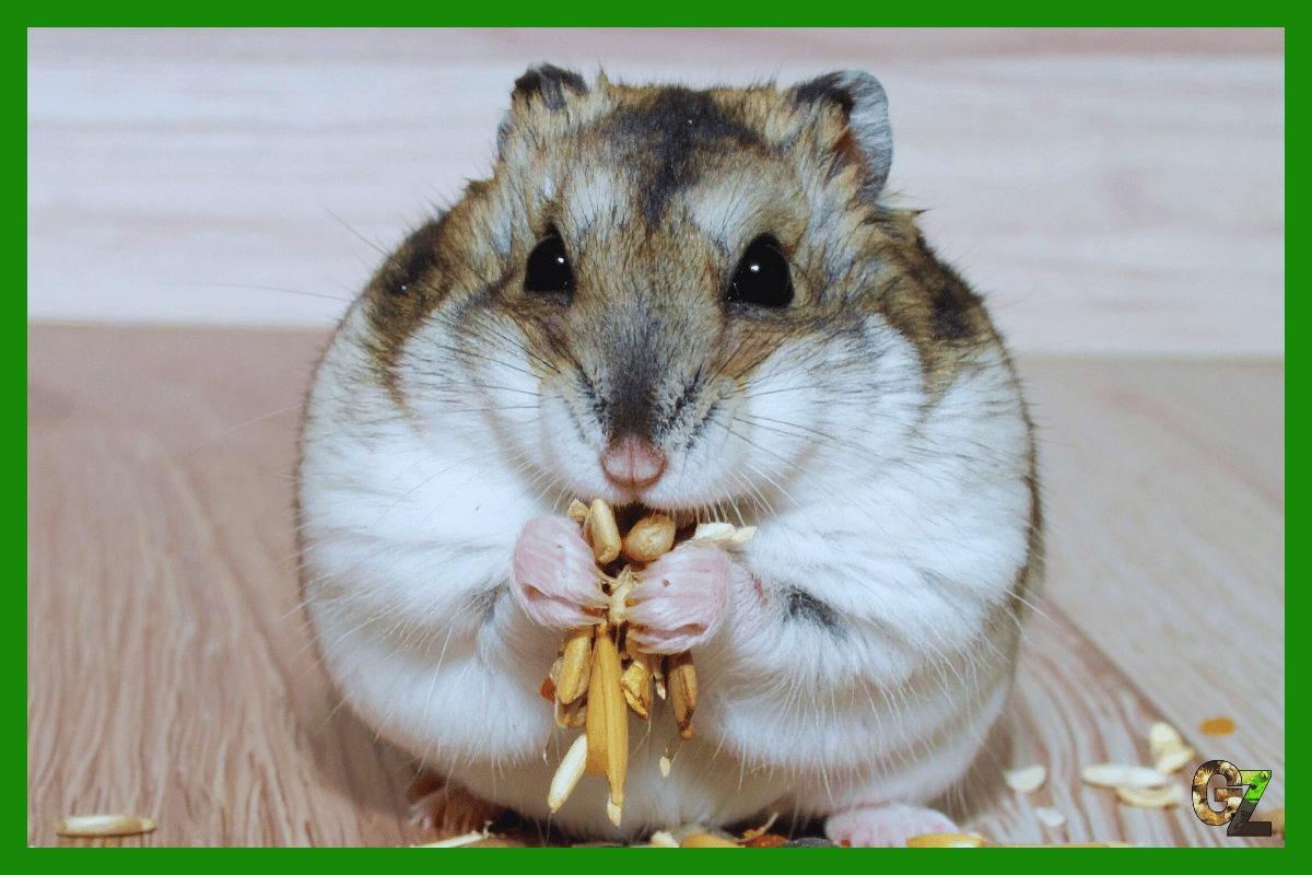 Żywienie i zdrowie chomiczaka pręgowanego