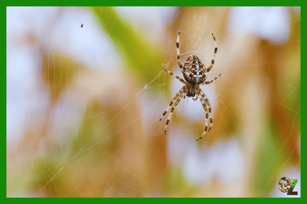 Żywienie i zdrowie pajęczaków