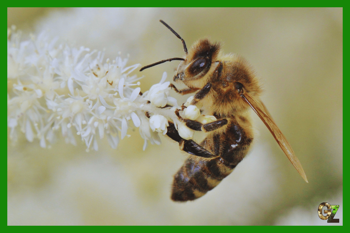 Bez pszczół nie ma życia