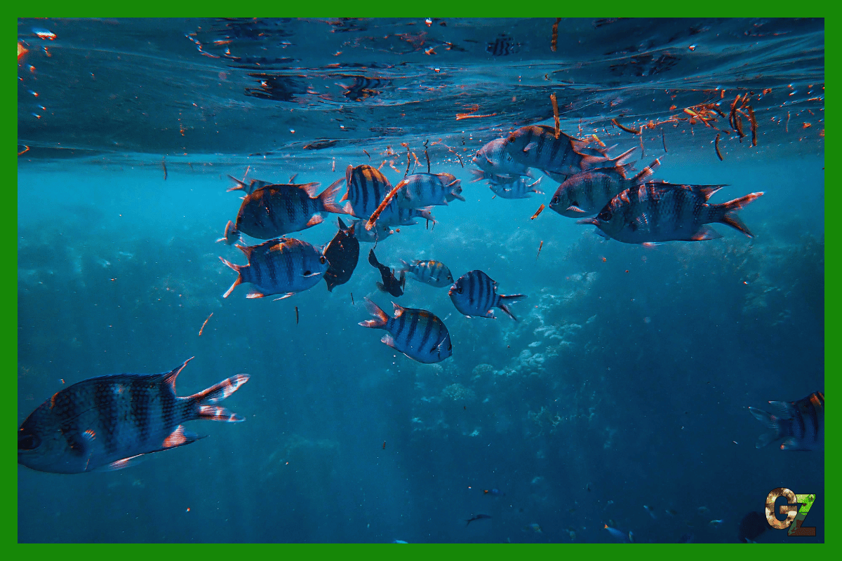 Choroby wirusowe ryb