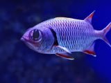 Dlaczego ryby wydają dźwięki