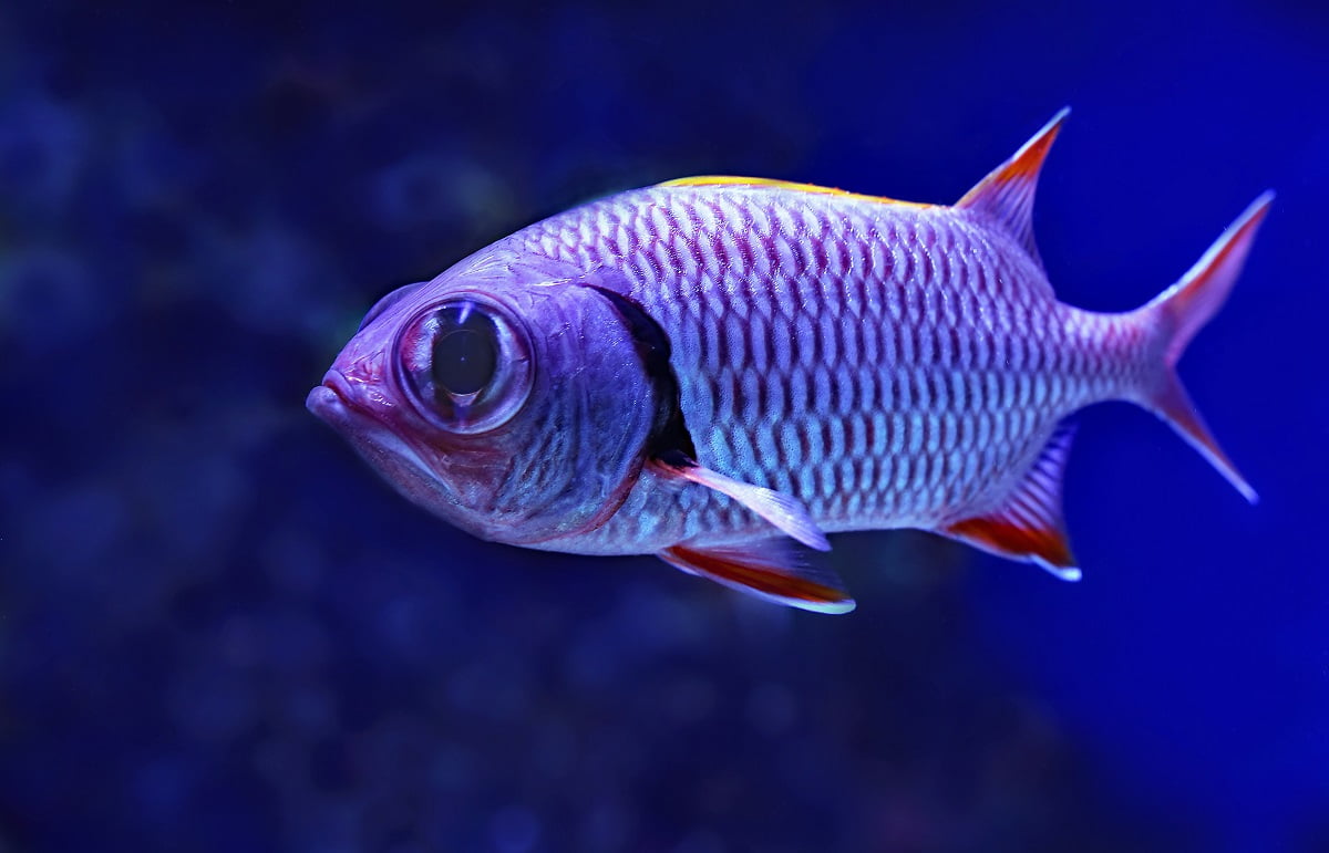 Dlaczego ryby wydają dźwięki