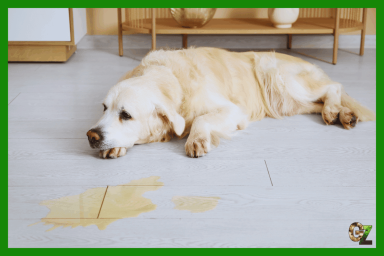 Jak oduczyć sikania psa w domu?