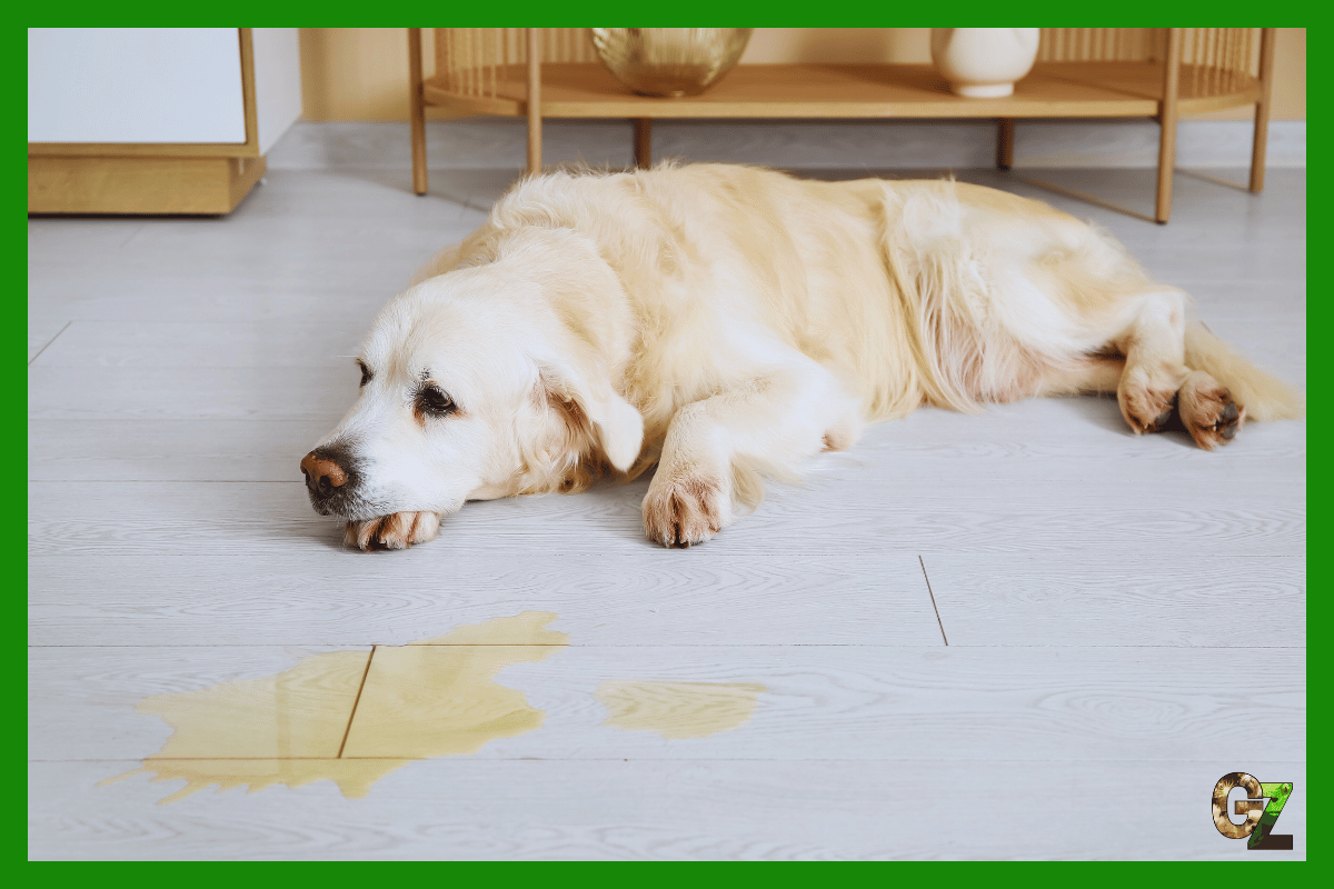 Jak oduczyć sikania psa w domu?