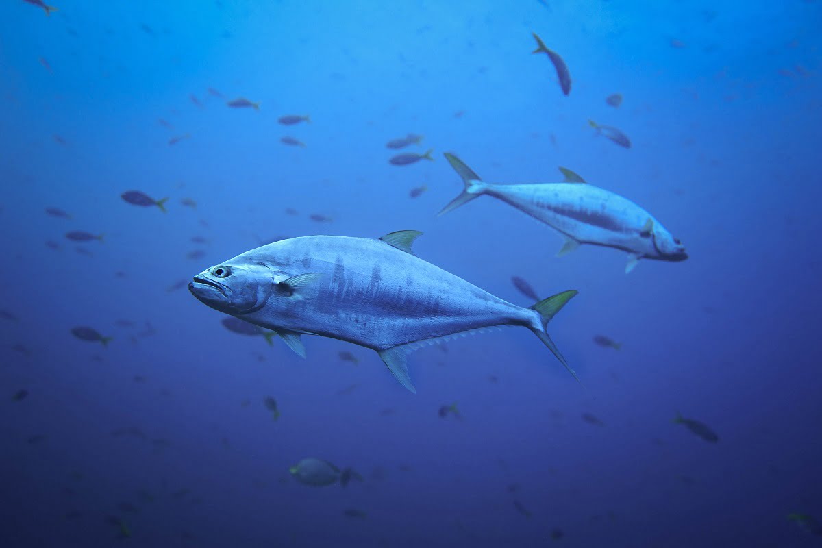 Jak tuńczyk utrzymuje wyższą temperaturę od wody?