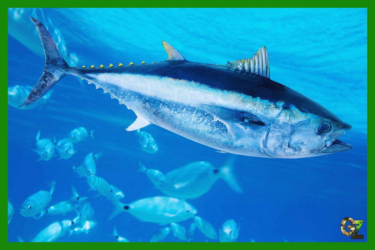 Jak tuńczyk utrzymuje wyższą temperaturę od wody?