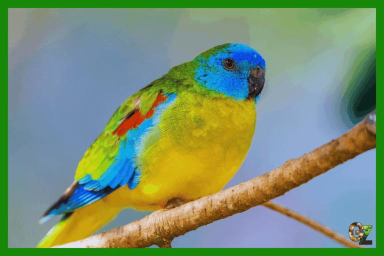 Łąkówka turkusowa