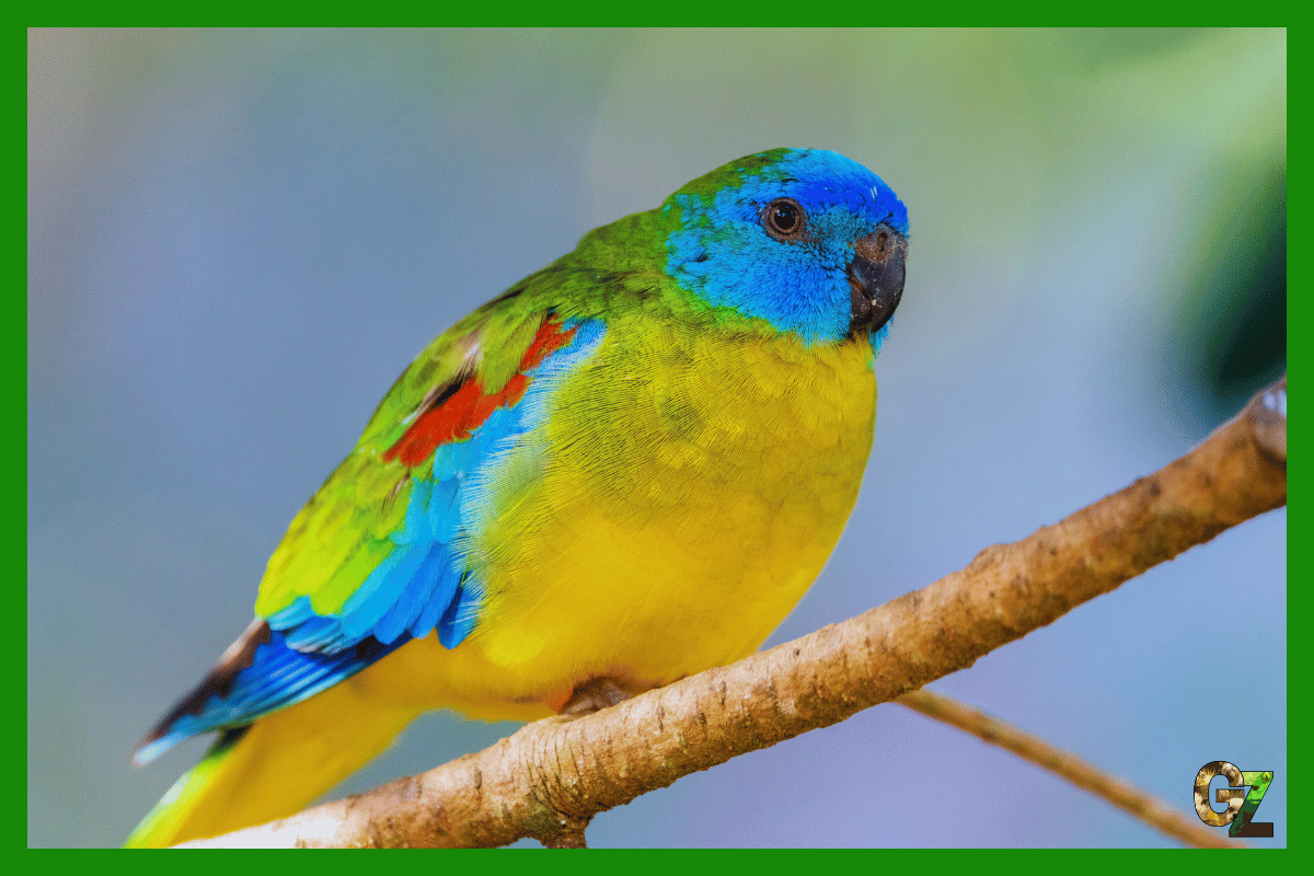 Łąkówka turkusowa