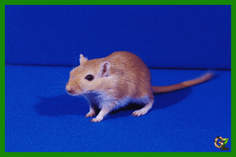 Myszoskoczek mongolski