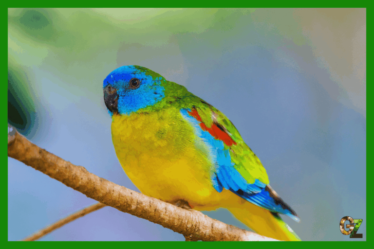 Opieka nad łąkówką turkusową