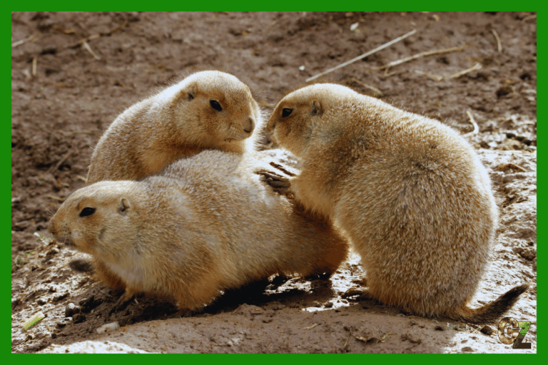 Opieka nad nieświszczukiem czarnoogonowym