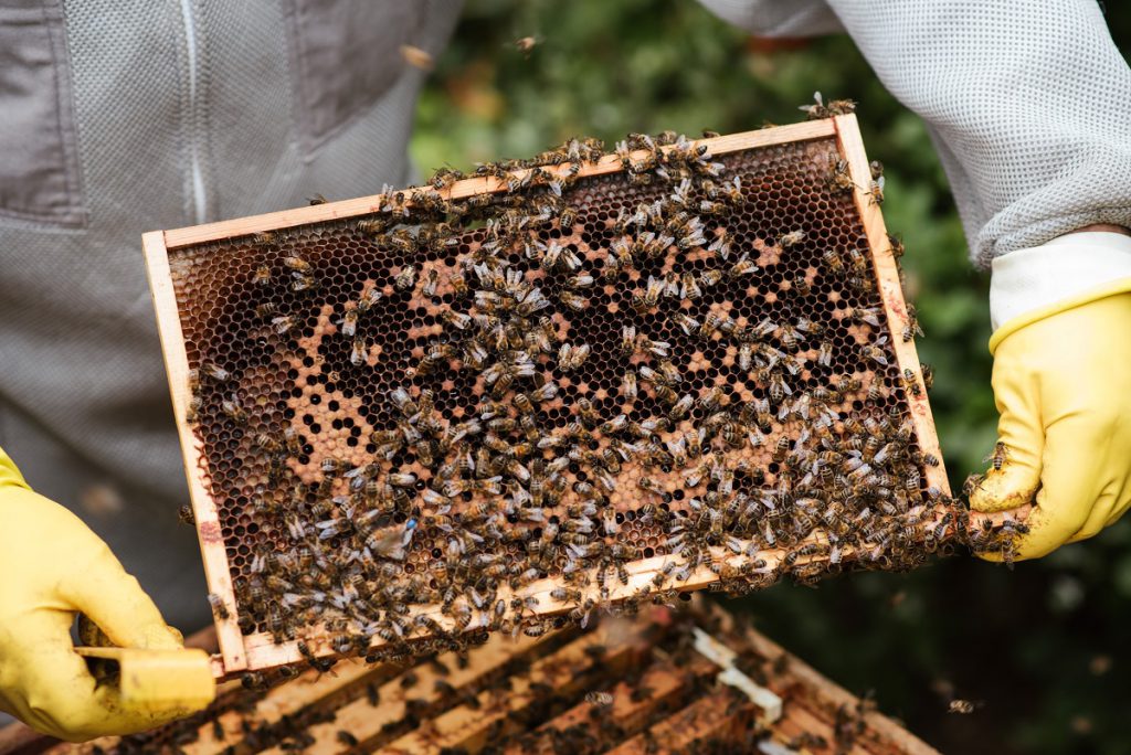 Opieka nad pszczołami