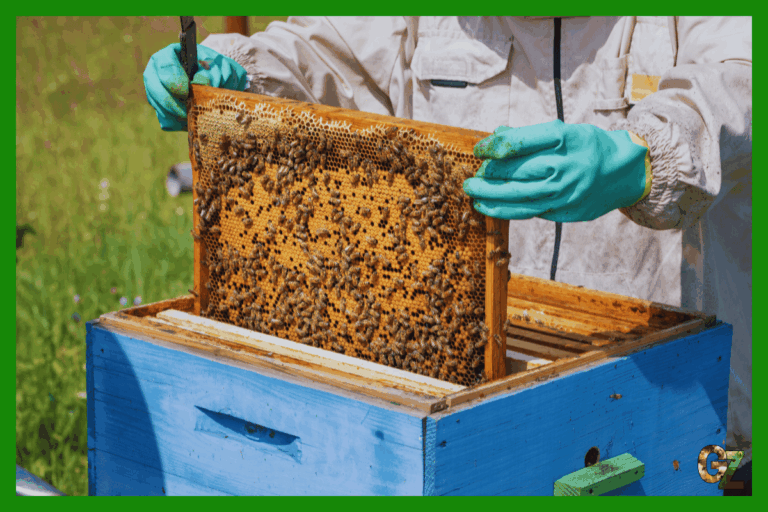 Opieka nad pszczołami