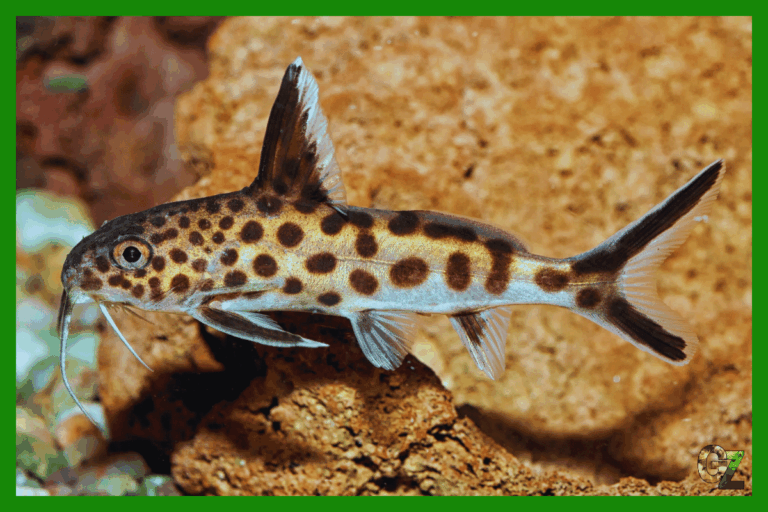 Ryby pierzastowąsowate