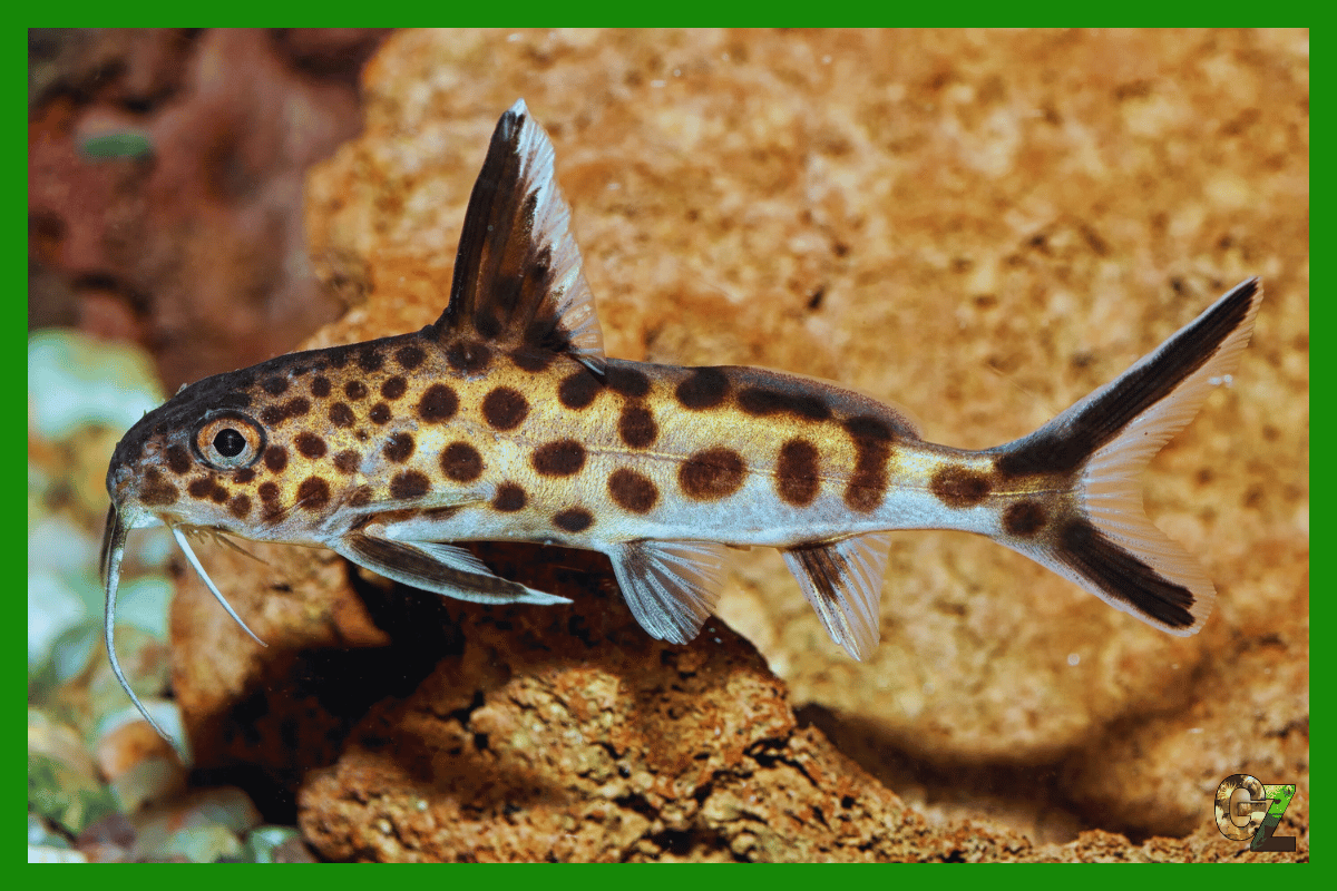 Ryby pierzastowąsowate