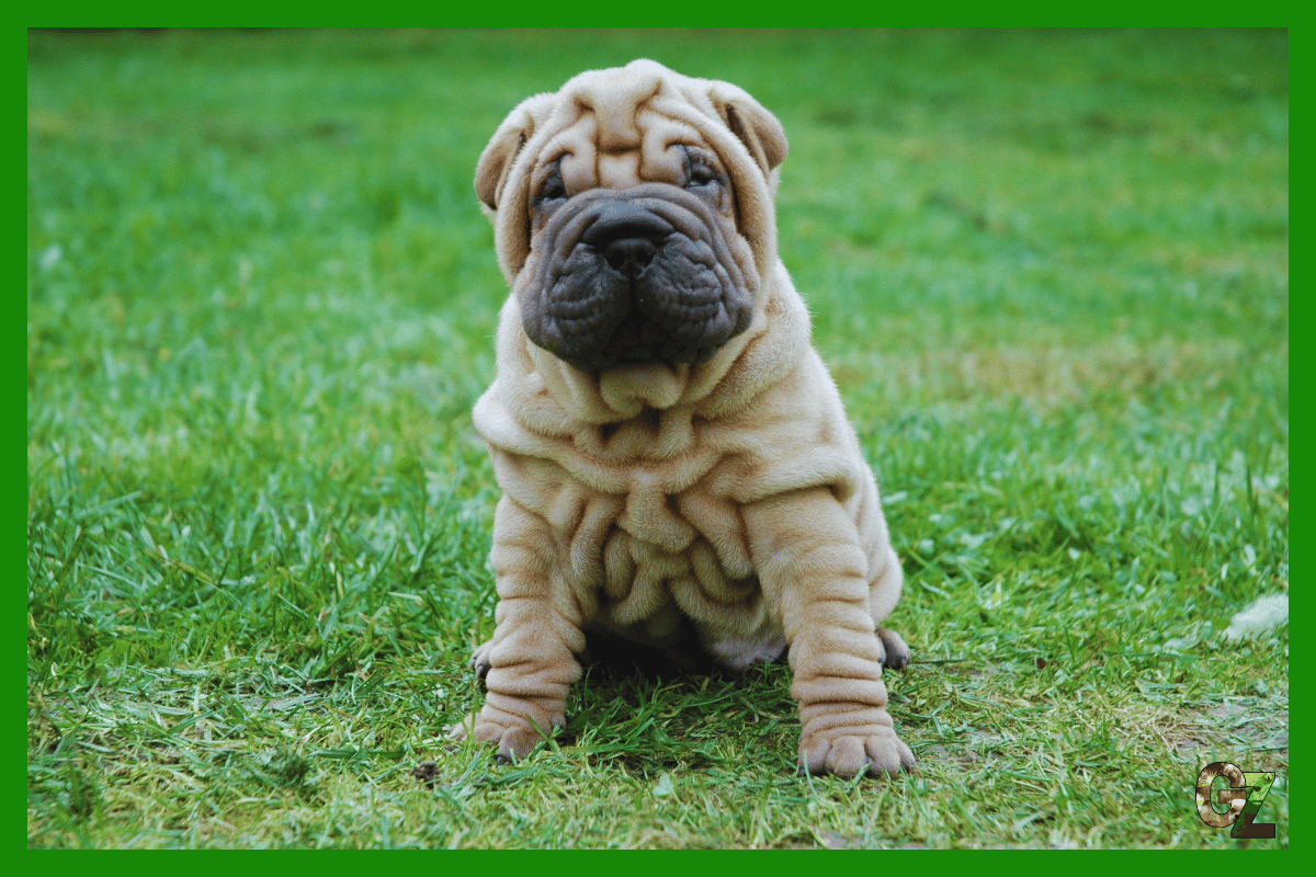Shar pei