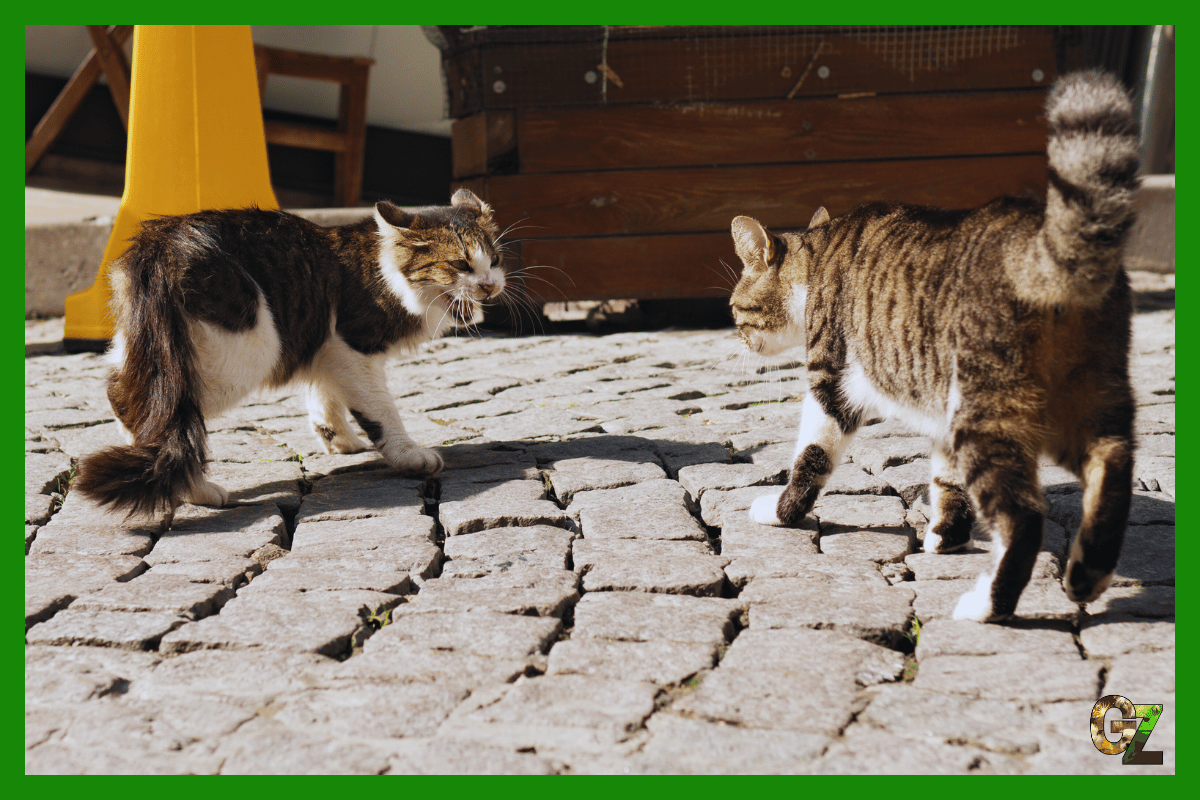 Terytorialna rywalizacja kotów