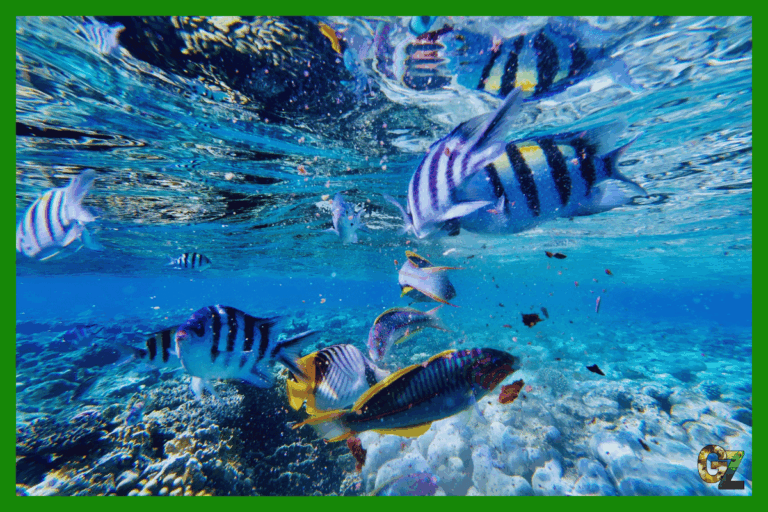 Zachowanie terytorialne ryb