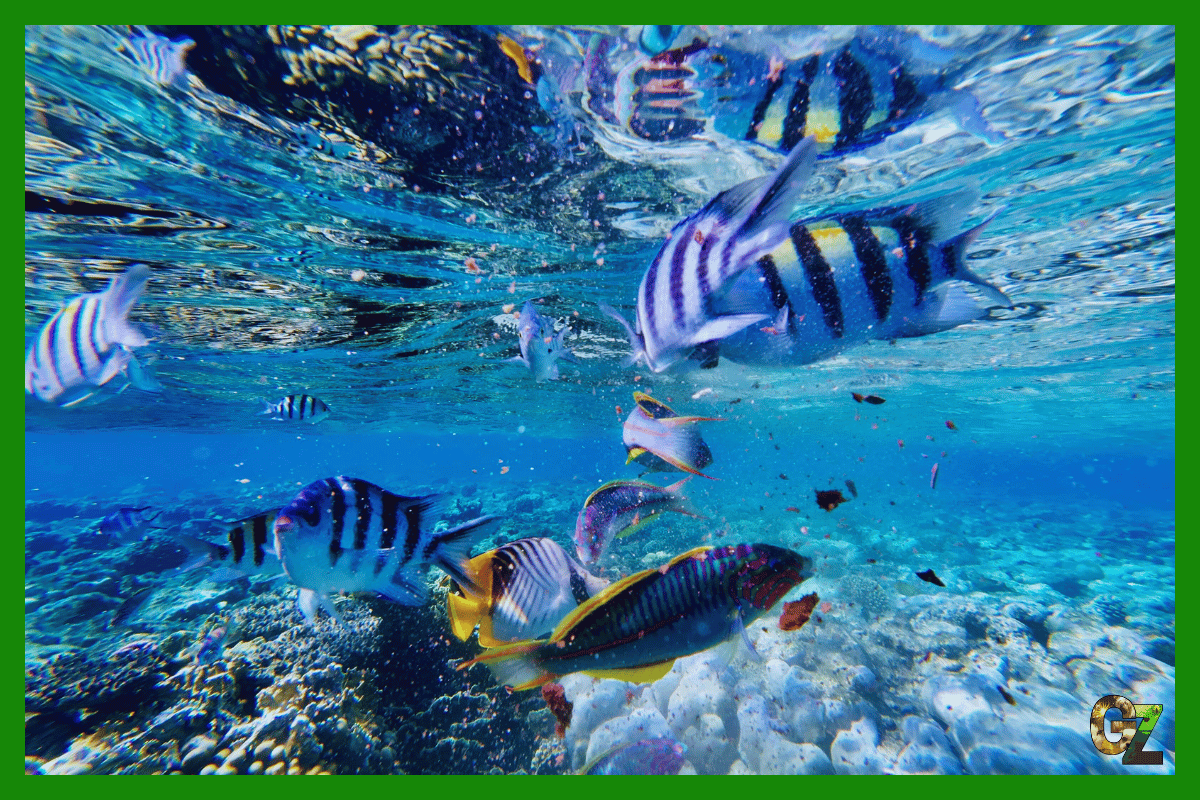 Zachowanie terytorialne ryb