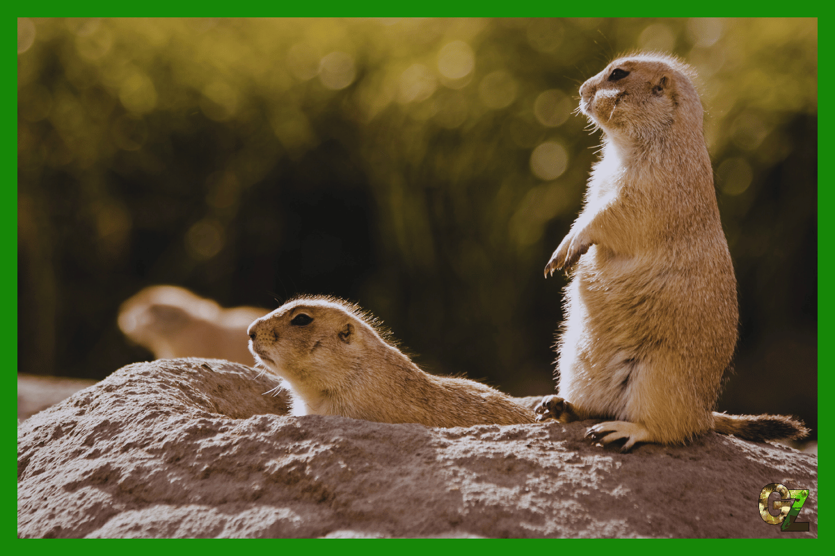 Zmysły pieska preriowego