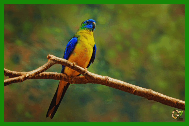 Żywienie i zdrowie łąkówki turkusowej