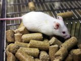 Żywienie i zdrowie myszy laboratoryjnej
