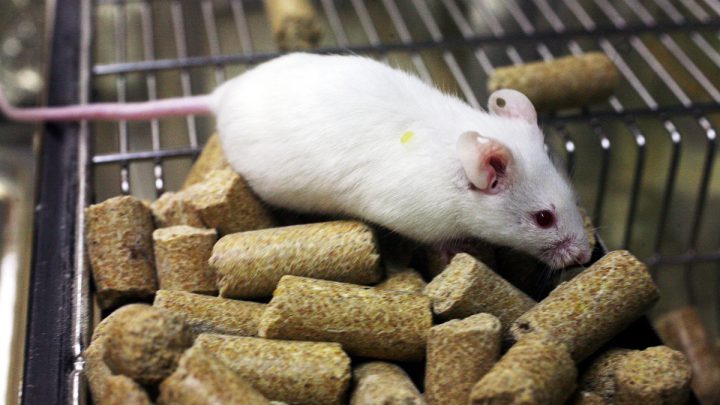 Żywienie i zdrowie myszy laboratoryjnej