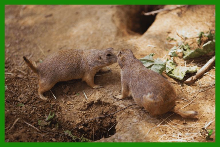 Żywienie i zdrowie nieświszczuka czarnoogonowego