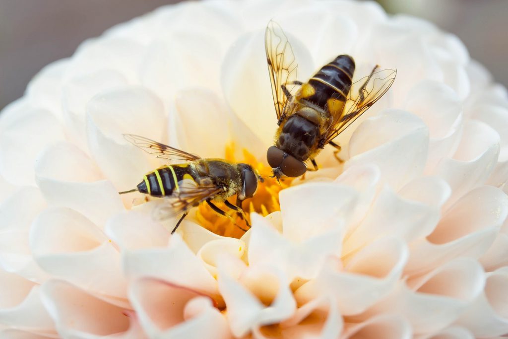 Żywienie i zdrowie pszczół