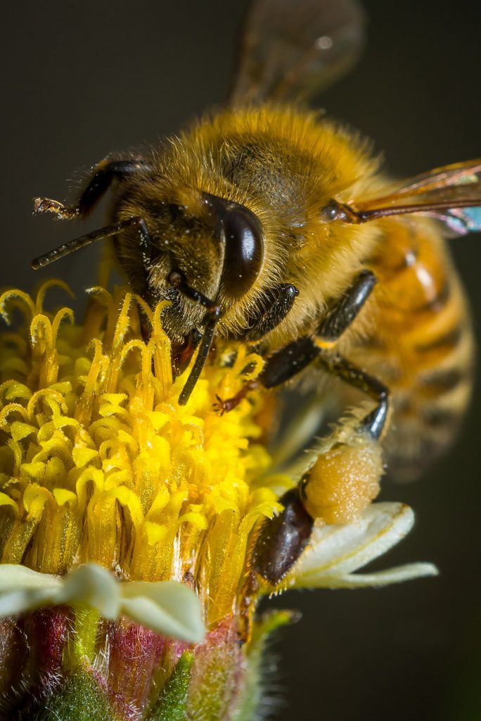 Żywienie i zdrowie pszczół