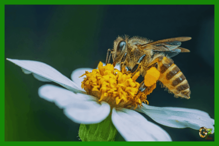 Żywienie i zdrowie pszczół