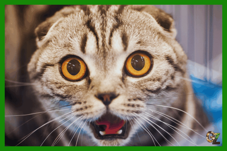 10 ciekawostek o kotach