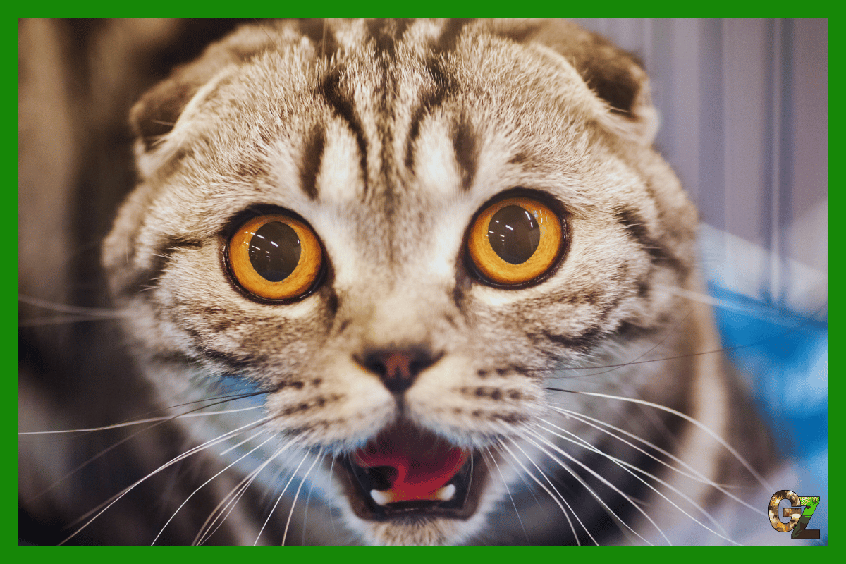 10 ciekawostek o kotach