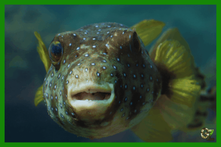 Choroby bakteryjne ryb