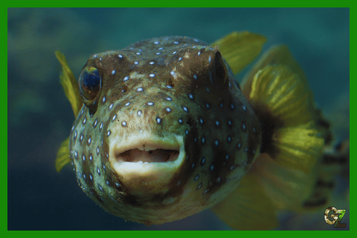 Choroby bakteryjne ryb