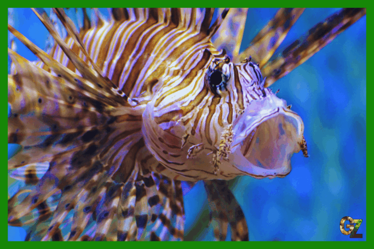 Dlaczego ryby wydają dźwięki?