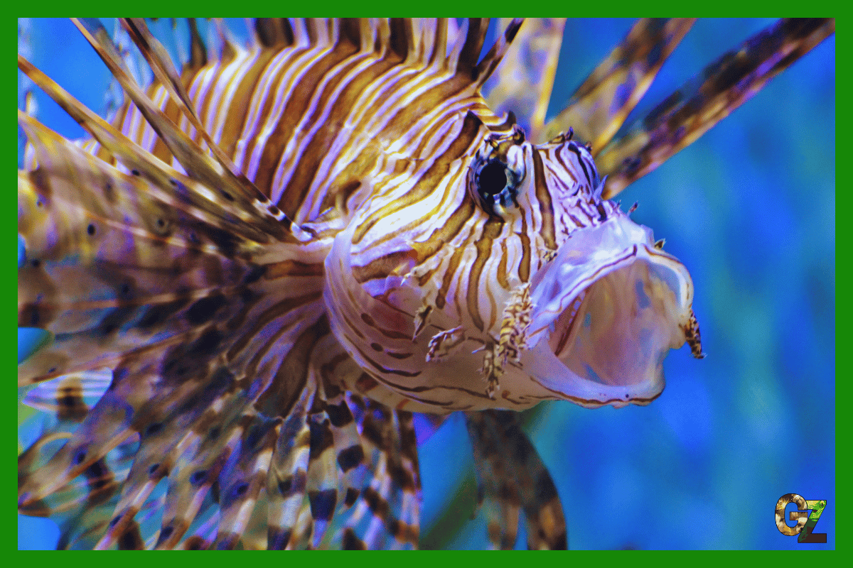 Dlaczego ryby wydają dźwięki?