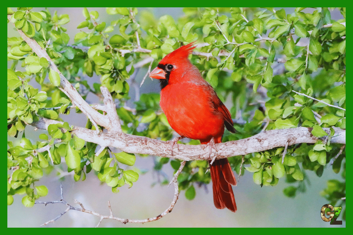 Kardynał szkarłatny