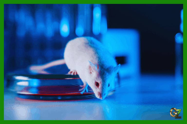 Mysz laboratoryjna