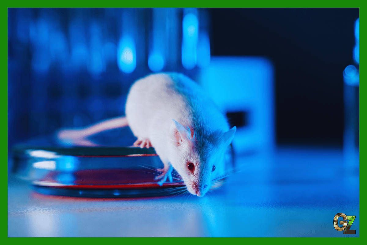 Mysz laboratoryjna