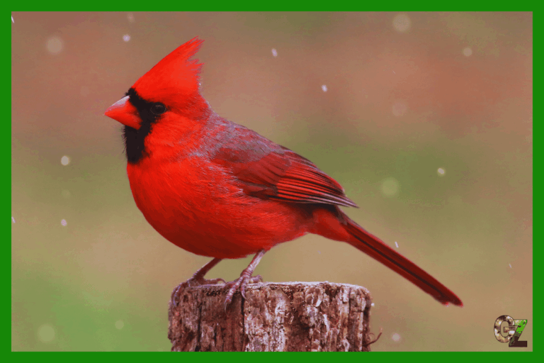 Opieka nad kardynałem szkarłatnym