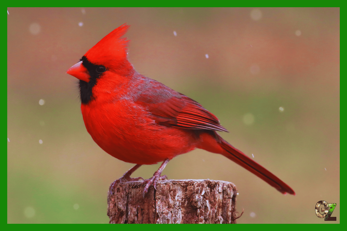 Opieka nad kardynałem szkarłatnym