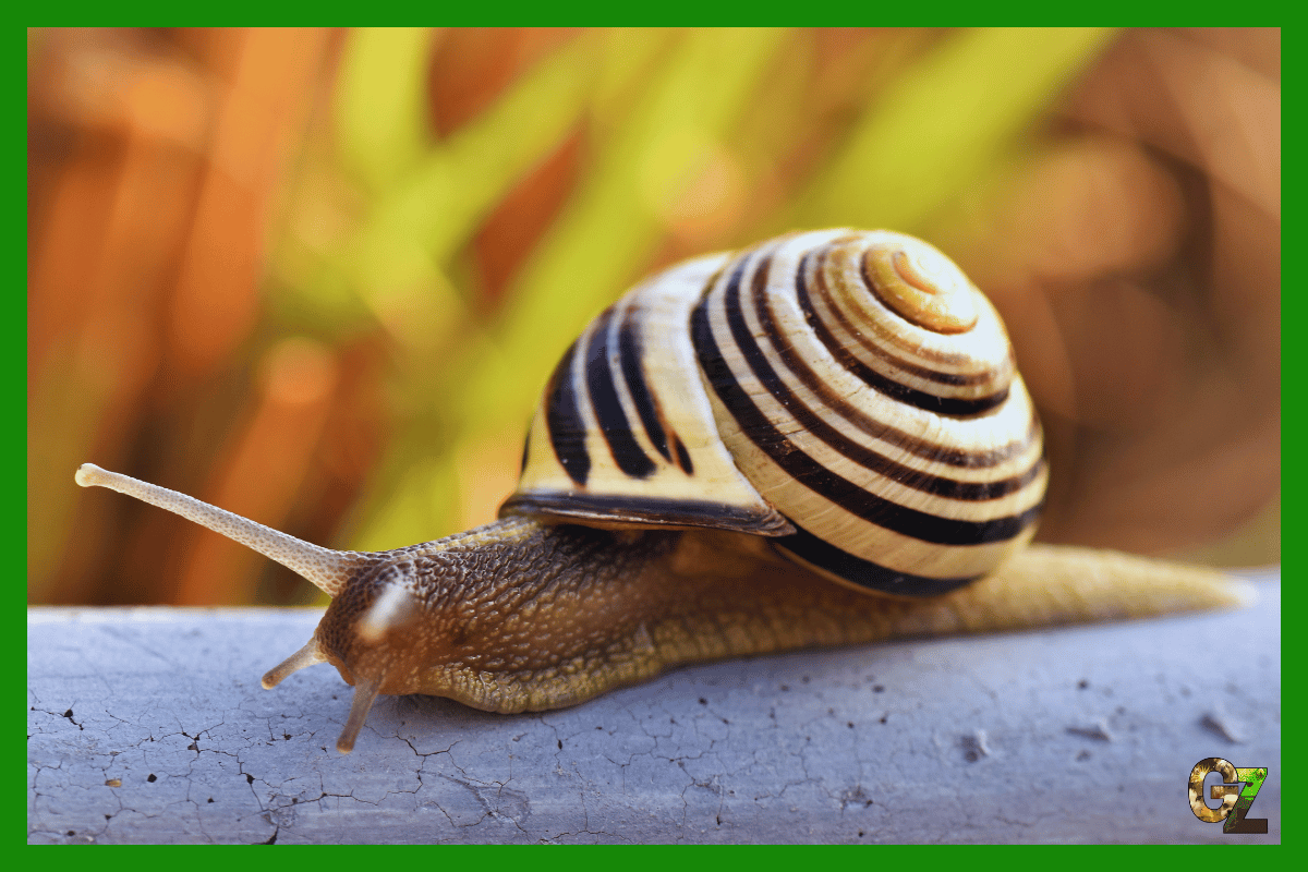 Opieka nad mięczakami