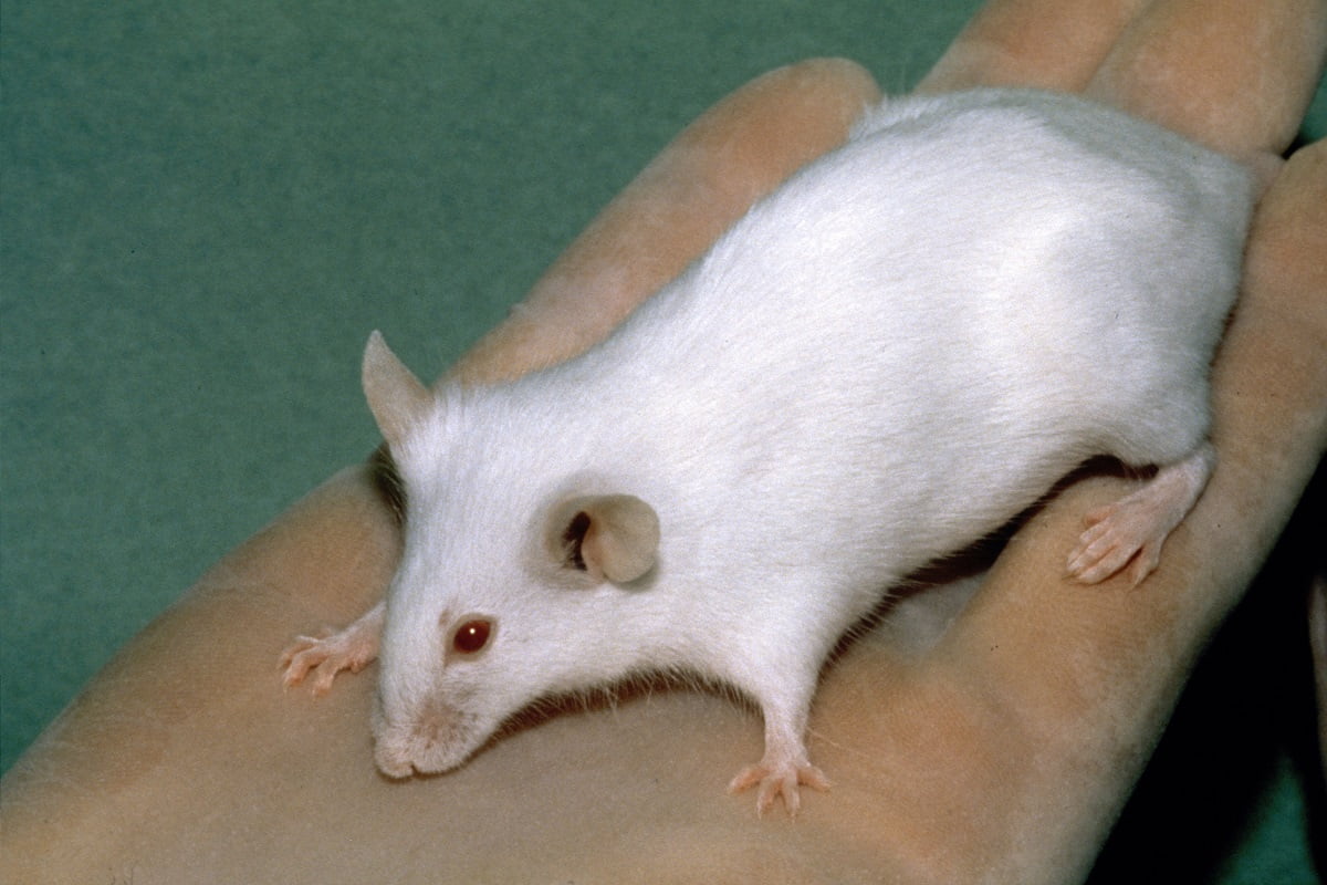 Opieka nad myszą laboratoryjną