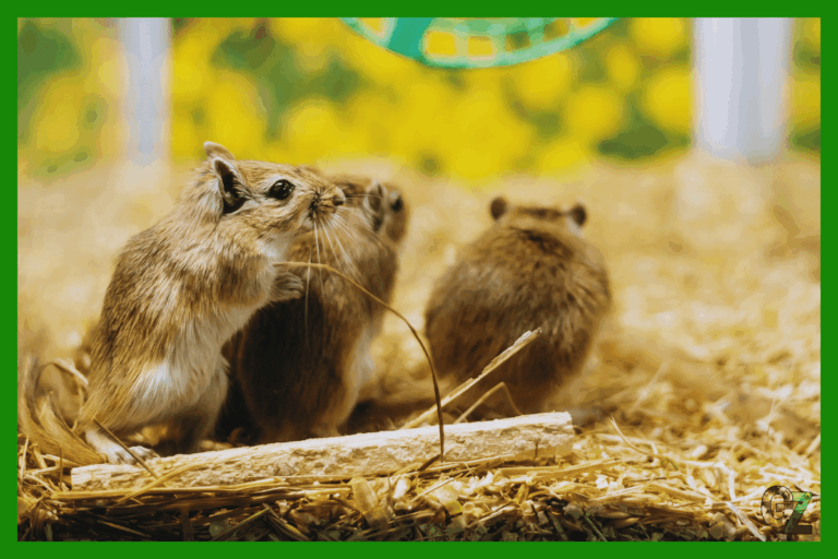 Opieka nad myszoskoczkiem mongolskim