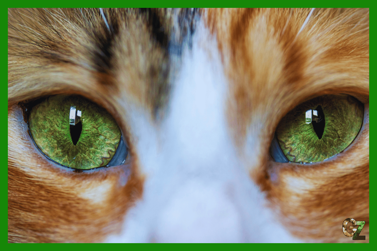 Pielęgnacja kocich oczu