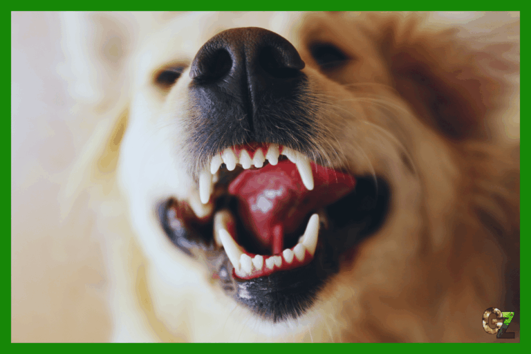 Psie zęby